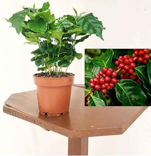 POWERS TO FLOWERS - PIANTA DEL CAFFE' DA FRUTTO, COFFEA ARABICA, IN VASO 12CM, pianta vera
