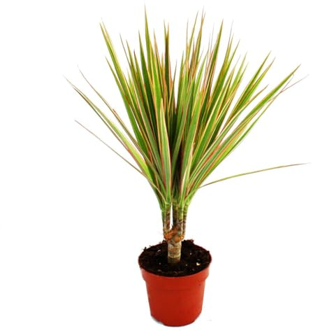 Exotenherz - Drachenbaum - Dracaena marginata Bicolor zweifarbig - 1 Pflanze - pflegeleichte Zimmerpflanze - luftreinigend- 12cm Topf