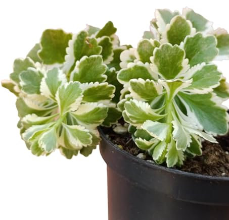 Sedum takesimense 'Atlantis' pianta grassa tappezzante succulenta variegata