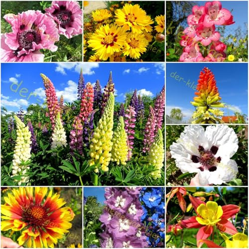 Bauerngarten Stauden-Mix winterharte Mischung farbenfrohes Blumenbeet Blumensamen 250 Samen GEMISCHT in EINER TÜTE von der-kleine-gaertner