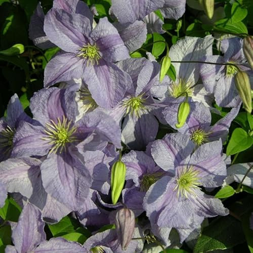 Clématite Blue Angel C1, 5L