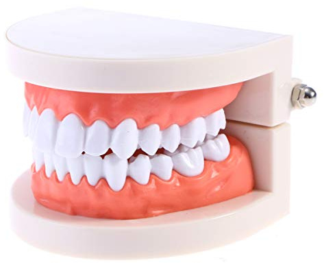 TOYANDONA Modello Denti Dimostrativo Standard 3.62X2.95X2.01 Pollici Strumento Didattico per Studio Comunicazione Pazienti E Istruzione Bambini Adulti