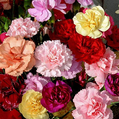 Carnation Seeds - Chabaud Mix - Pink, Purple,Red, White and Yellow. (100 Seeds)