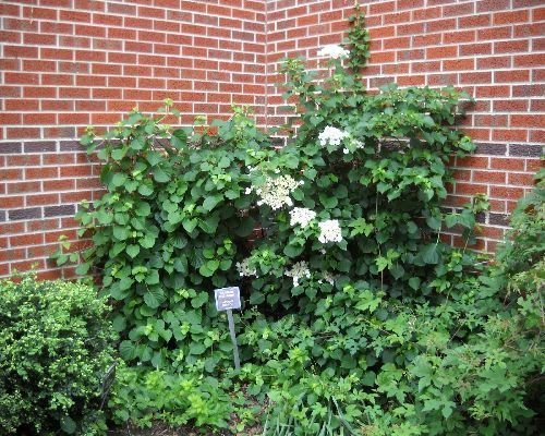 Graines d'Hortensia grimpant Graines d'arbustes Hydrangea Anomala Petiolaris Paquet de 100 graines