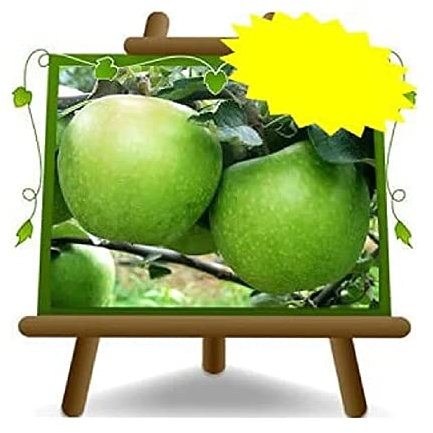 EURO PLANTS VIVAI Meli Granny Smith - Pianta da frutto antico su vaso da 20 cm. - *Altezza: 150~170 cm. - 2 anni