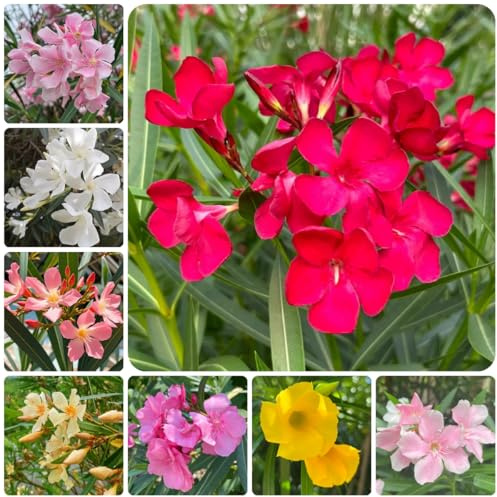 semi di cespugli di oleandri - verdi, decorazioni da giardino per esterno di oleandro, primaverili, balcone, 25pcs