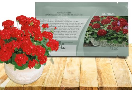 Outsidepride Scarlet Geranium Seeds for Planting - 25 Pcs Annual, Heat & Drought Tolerant Flower Seeds with Green Foliage & Scarlet Blooms for Pots, Borders & Lush Summer Garden Displays
