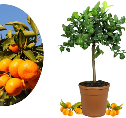 Meine Orangerie Satsuma Mandarine Mezzo - echter Citrusbaum - veredelter Zitronenbaum im 8 Liter Topf - Citrus Unshiu - Fruchtreife Mandarinen Pflanze in Gärtnerqualität