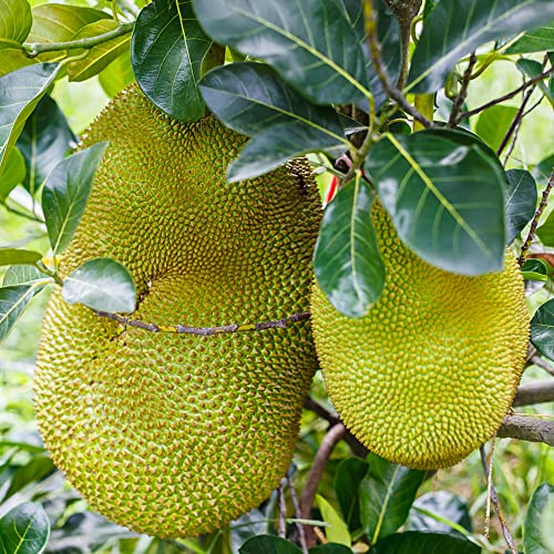 jackfrucht büropflanzen säulenobst obstsamen zwergobstbäume jackfruchtbaum dachbegrünung spalierobst bohnenkraut steingartenpflanzen winterharte kübelpflanzen pflanztopf hochbeet 10samen