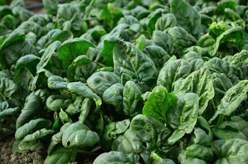 Just Seed - Spinach - Giant Winter - 1100 Seeds