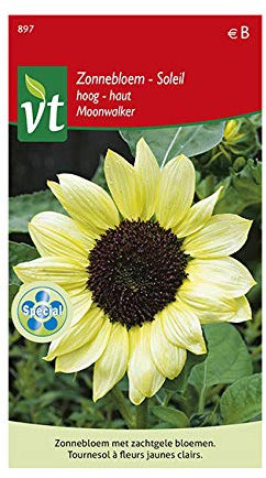 Soleil Haut Moonwalker Graines - Tournesol à fleurs jaunes clairs avec un cœur très foncé