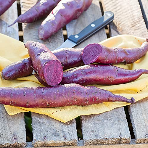 Bedwen Sweet Potato 'Erato Violet' Plug Plant x3 – Purple Skinned & Fleshed Tubers for Roasting, Baking & Autumn Harvests