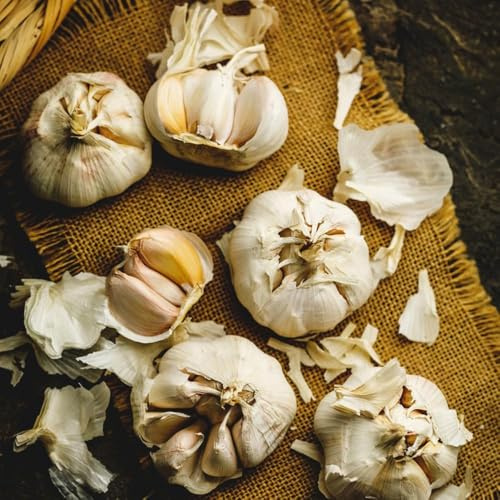 knoblauch balkon kräuterpflanzen luftreinigende zimmerpflanzen balkonpflanzen winterhart knoblauch zimmerpflanze 4zwiebeln