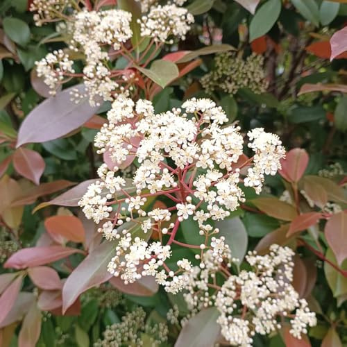 Semillas de níspero Red Robin, orgánicas, raras de Photinia Fraseri Red Robin, perennes resistentes cobertura 500pcs