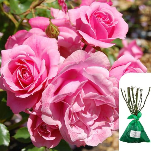 1 x Climbing Rose Aloha - RHS Award-Winning Pink English Rose, Fragrant, Long-Lasting Blooms - Bare-Root Plant - When Only The Best Will Do - Top Grade “A” Roses