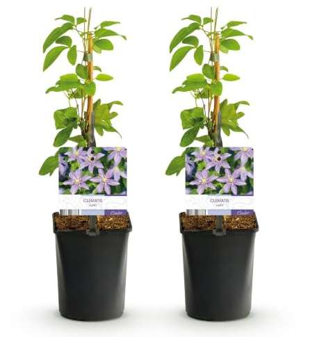 GreenboutiQ - Kletterpflanze - Clematis Justa - Blüte Hellblau - Wenig Pflege - 2 Pflanzen - Topf 11cm Höhe 40cm