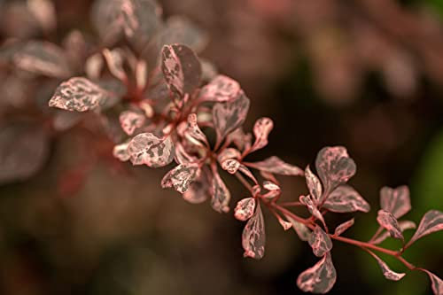Berberis thunbergii 'Harlequin' 30–40 cm – Winterhart, Mehrjährig, Pflegeleicht – Heckenberberitze – Heckenpflanze für Garten & Sichtschutz