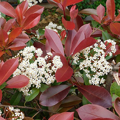 Fotinia Photinia x fraseri Red Robin pianta da siepe in vaso ø24 cm h. 100/125 cm Vivaio di Castelletto