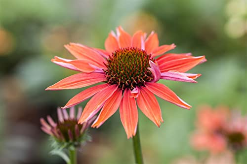 Echinacea purpurea 'Sundown' 11 cm Topf – Winterhart, Mehrjährig & Pflegeleicht – Purpur-Sonnenhut – Staude für Beet & Garten