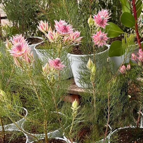 Königsprotea - exotische pflanzensamen kräutersamen blumensaat balkon gartenpflanzen pflanzendeko - seltene - 50samen