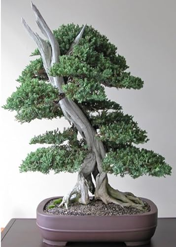 Be-Creative Rare Japanese Juniper Bonsai Tree Seeds, Juniperus Chinensis Plant,10 Viable Fresh Seeds