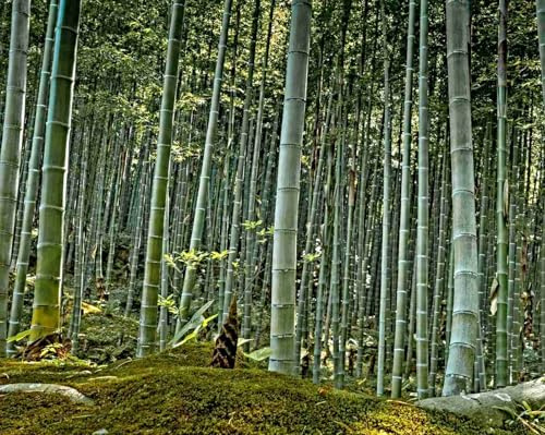 Riesenbambus Samen, Moso Bambus, Phyllostachys edulis, NEU ERNTE Oktober 2025 (100 Samen)