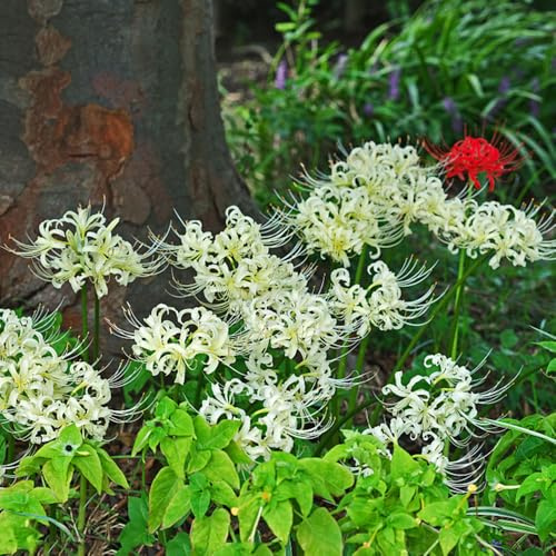 bulbos lirio araña balcón camas elevadas de jardín de rocas en Camas elevadas para el jardín resistentes en primavera bonsái interior 4pcs