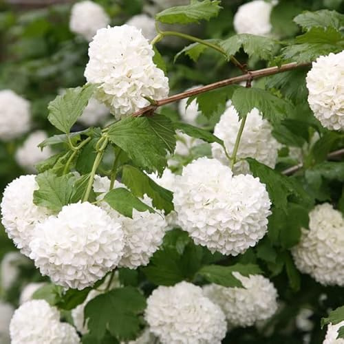 Viorne obier 'Roseum' – Viburnum opulus 'Roseum' 40-60 cm pot | Arbuste décoratif, fleurs en boules blanches, idéal jardin romantique