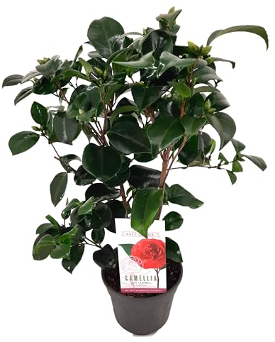 Plant in a Box - Camellia japonica 'Lady Campbell' - Rose japonaise - Plante de camélia résistante au froid - Pot 15cm - Hauteur 50-60cm