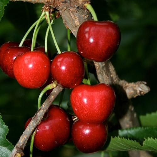Vivai le Georgiche - Pianta vera di Ciliegio Celeste Prunus avium 'Celeste' - vaso Ø 20 cm - altezza alla vendita 160-180 cm