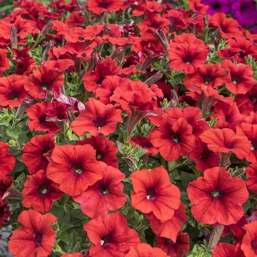 petunie - petunie ricadenti da recisi semi di petunia rampicanti, da giardino roccioso Decorazioni autunnali per un giardino resistente arredamento 160semi