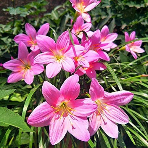 Fstening 5 Pezzi Rosa Carino Accattivante Zephyranthes Bulbi Pioggia Giglio Essere Utilizzato Per La Semina Del Giardino Fai Da Te Decorare Aggiungere Colore Al Giardino Di Casa