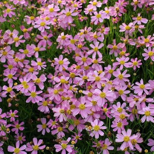 6 x Mädchenauge 'American Dream' - Coreopsis Rosea Topf 9x9cm: Zartrosa Blüten, lange Blütezeit, ideal für naturnahe Gärten.