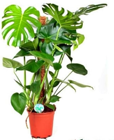 Planta natural Monstera Tutor, 100 cm. Planta con hojas grandes, ideales para crecer en un tutor. Segura Garden.