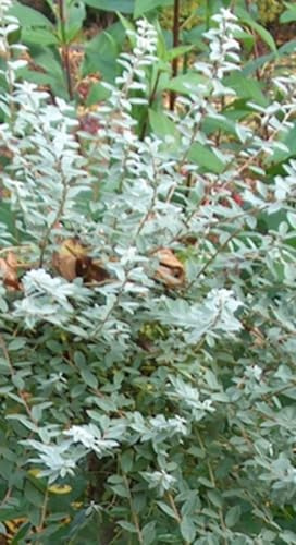 Salix repens 'Nitida' - Weide 30-40 cm - Container