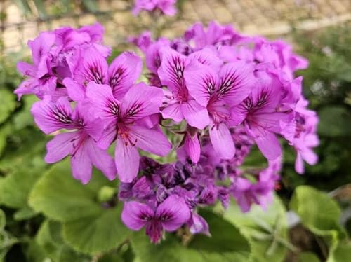 Pelargonium cucullatum/Géranium au parfum épicé/Conteneur de 3 à 4 litres/Vivace Odorante
