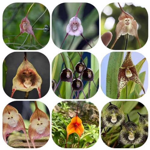 semi di orchidea scimmia - vecchie varietà esotiche decorazione balcone giardino resistenti 50pcs