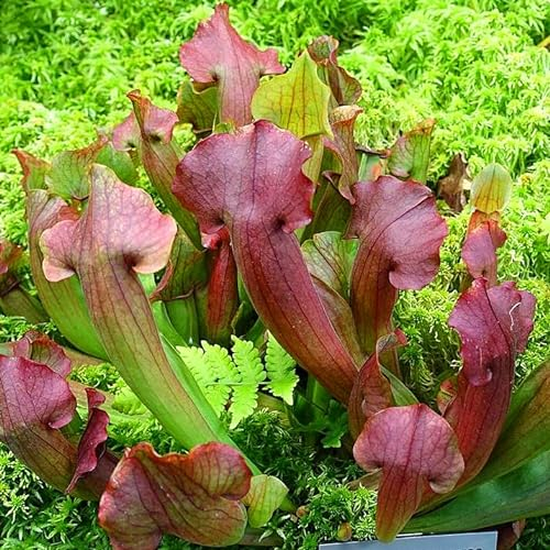 Easy Grow Seeds Purple Pitcher Plant Sarracenia Purpurea Rare Pine Species Carnivorous House Plant 15 Fresh Rare Fly Trap Seeds - Indoor House Plant - Easy to Grow