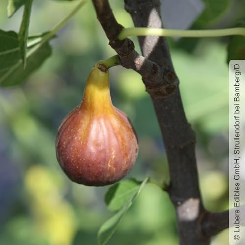 Feige 'Gustis® Morena', in Form eines Busches, Topf 5 Liter