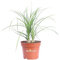 Pianta di Beaucarnea Nolina Pianta Mangia Fumo pianta da arredo interno pianta ornamentale di Beaucarnea pianta purifica ambiente pianta vera venduta da eGarden.store (Vaso 12 cm)
