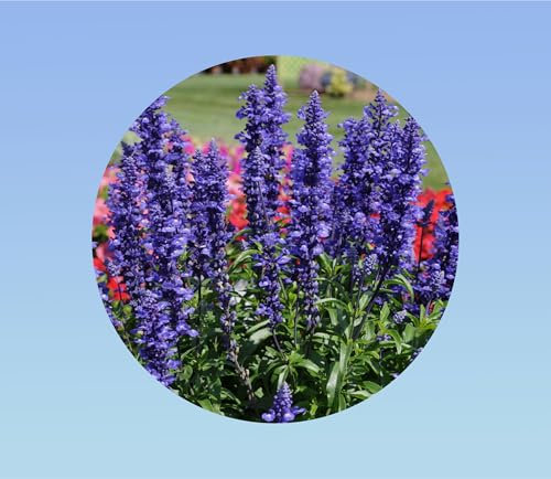 20 graines de sauge farineuse victoria bleu - salvia farinacea victoria blue - commestible - plante annuelle