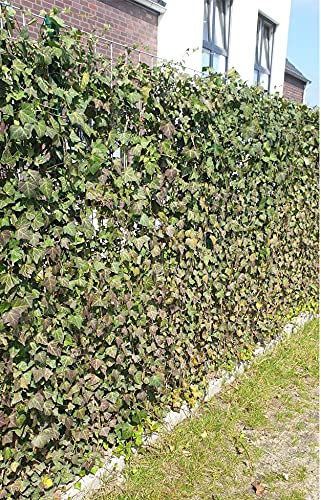 Efeu Pflanzen für 1 Meter Sichtschutz Hecke - blickdichter und pflegeleichter Sichtschutz, immergrün und Winterhart - verschiedene Starthöhen wählbar (6, 40-60 cm)