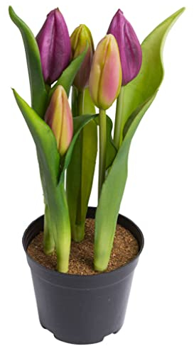 Nova-Nature künstliches Tulpenarrangement mit 5 Blütenknospen im schwarzen Kunststofftopf real Touch (aubergine), 12 x 23 cm