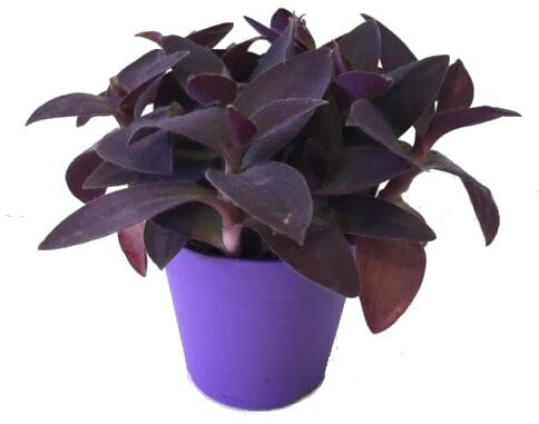 Tradescantia Pallida Natural Planta que se Adapta a Diversos Ambientes