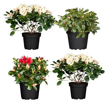 Pack de 4 Azaleas Naturales Flores de Exterior Perfectas para Jardines y Terrazas