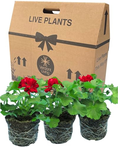 Geranium Plants Live for Planting - 3 Large Garden Ready Plants 1ltr Pot Size. Well Rooted & Established Pot Bedding, Adding Flower Colour to Containers, Baskets, Patios & Beds. Calliope Dark Red