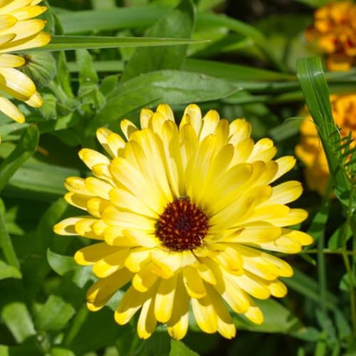 calendula semi di per balcone decorativo balcone in vaso insoliti giardino, rampicanti, giardino 750semi