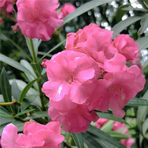 semillas de adelfa - semillas de lugares soleados resistentes con, resistentes variedades antiguas del jardín 22pcs