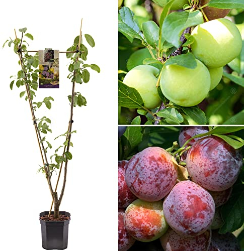 Plum Duo Edible Fruit Tree | Oullins & Opal Varieties | Deciduous Outdoor White Flowering Hardy Garden Potted Prunus domestica (7.5L Pot, 4-5ft)