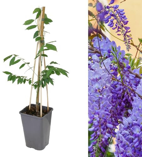 Carbeth Plants - 1 x Chinese Wisteria Sinensis Prolific in 2L Pot - Vigorous Climbing Hardy Shrub - Aromatic Cascading Blue Violet Flowers - Ideal for Walls, Trellises or Arbours